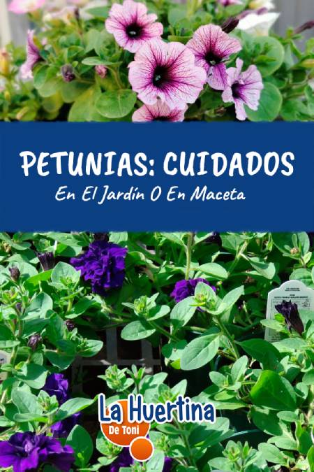 petunias care sun or shade