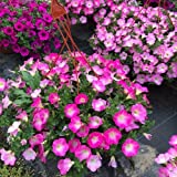 100pcs Petunia Seeds, Hanging Petunia Seeds...