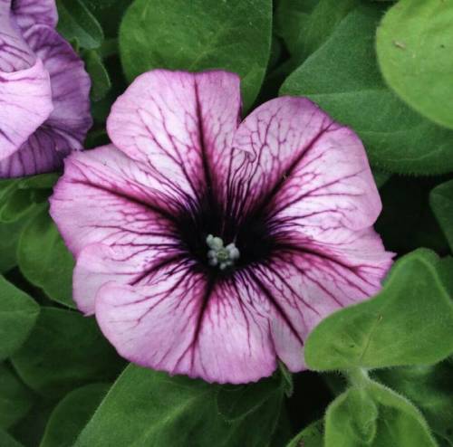 petunia care