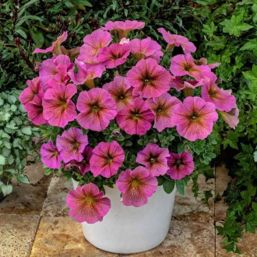 watering and caring for petunias