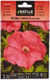 PURE PINK Compact Petunia