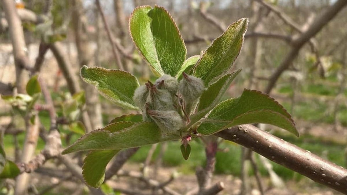 apple mottle