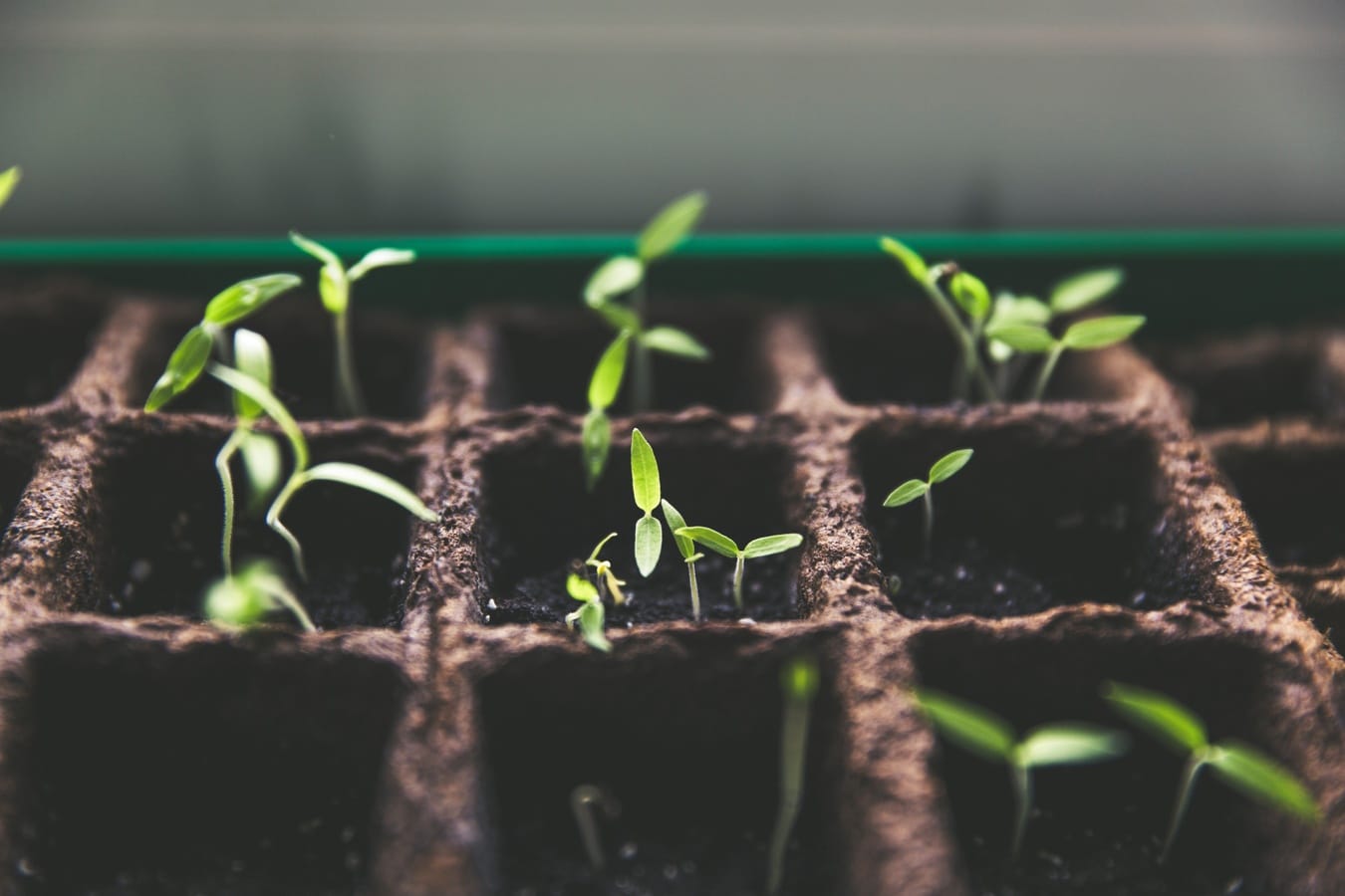 Flower seeds are sown in nurseries