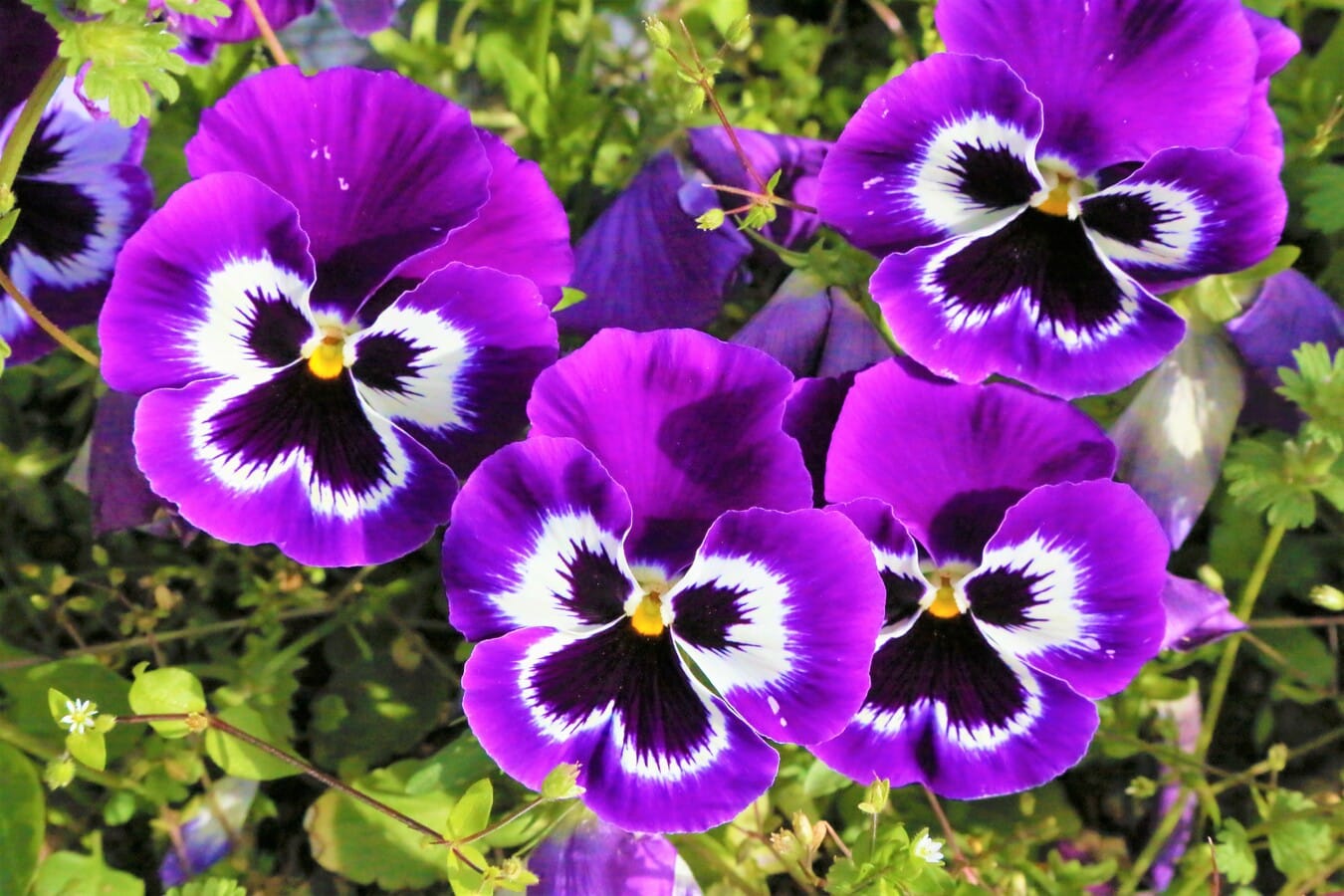 The flowers are usually sown in the spring.