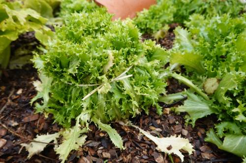 whitening endive