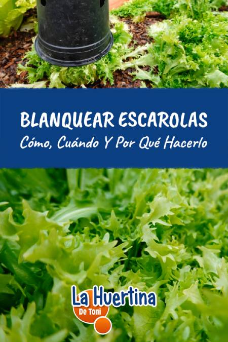 blanch the endives