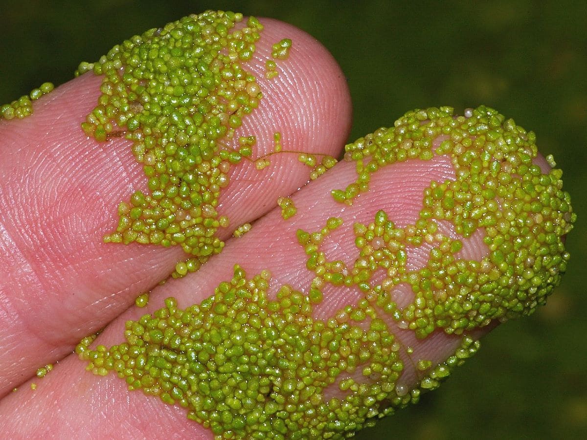 The Wolffia arrhiza is the smallest plant