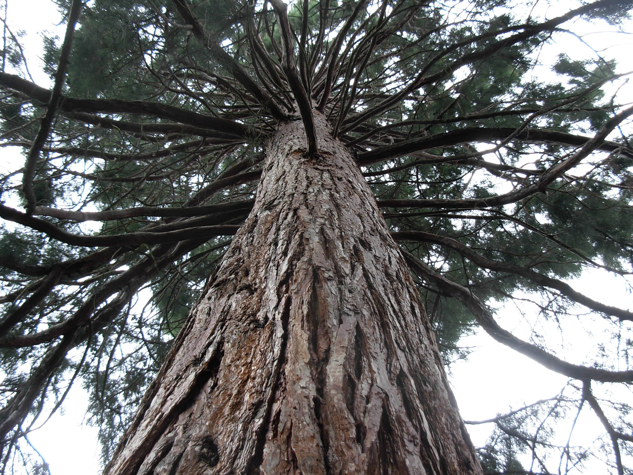 View of Sequoia sempervirens, a type of conifer
