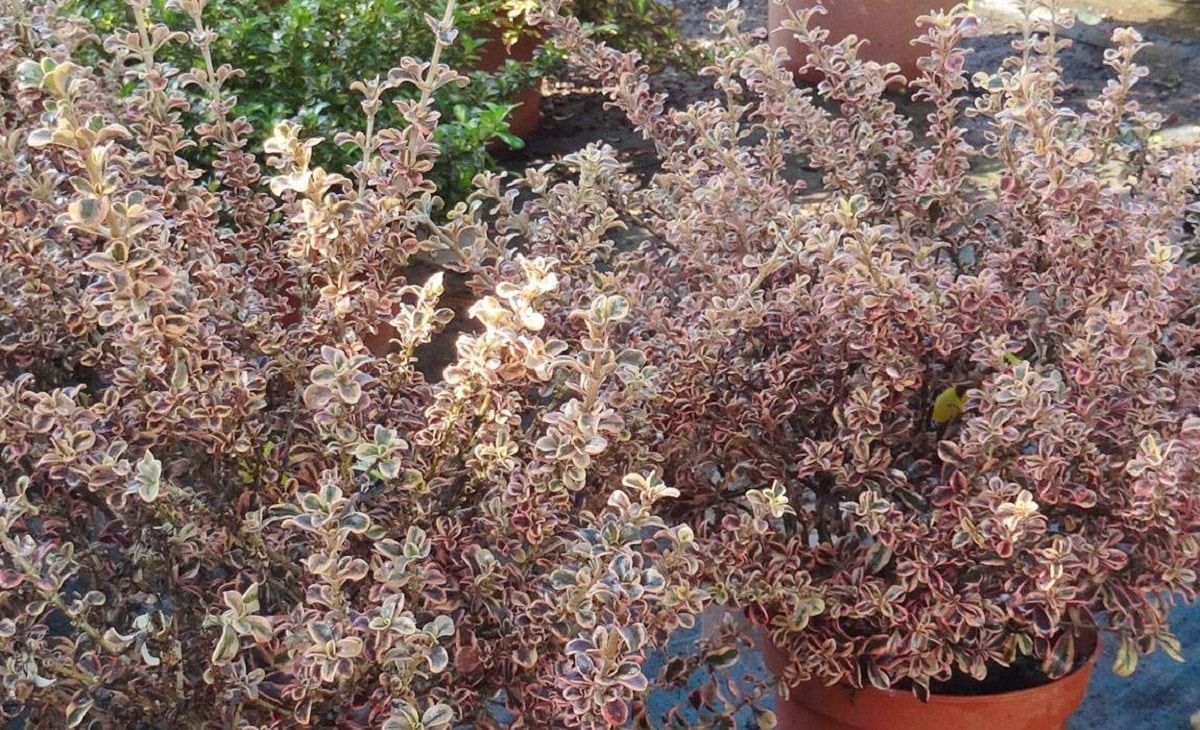 Coprosma repens in pot