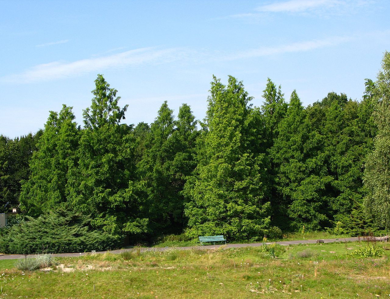 Metasequoya is a deciduous conifer