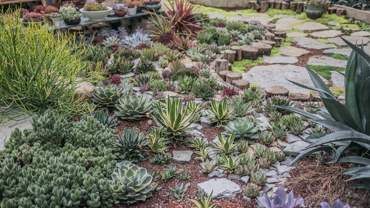 There are many succulents growing on the ground