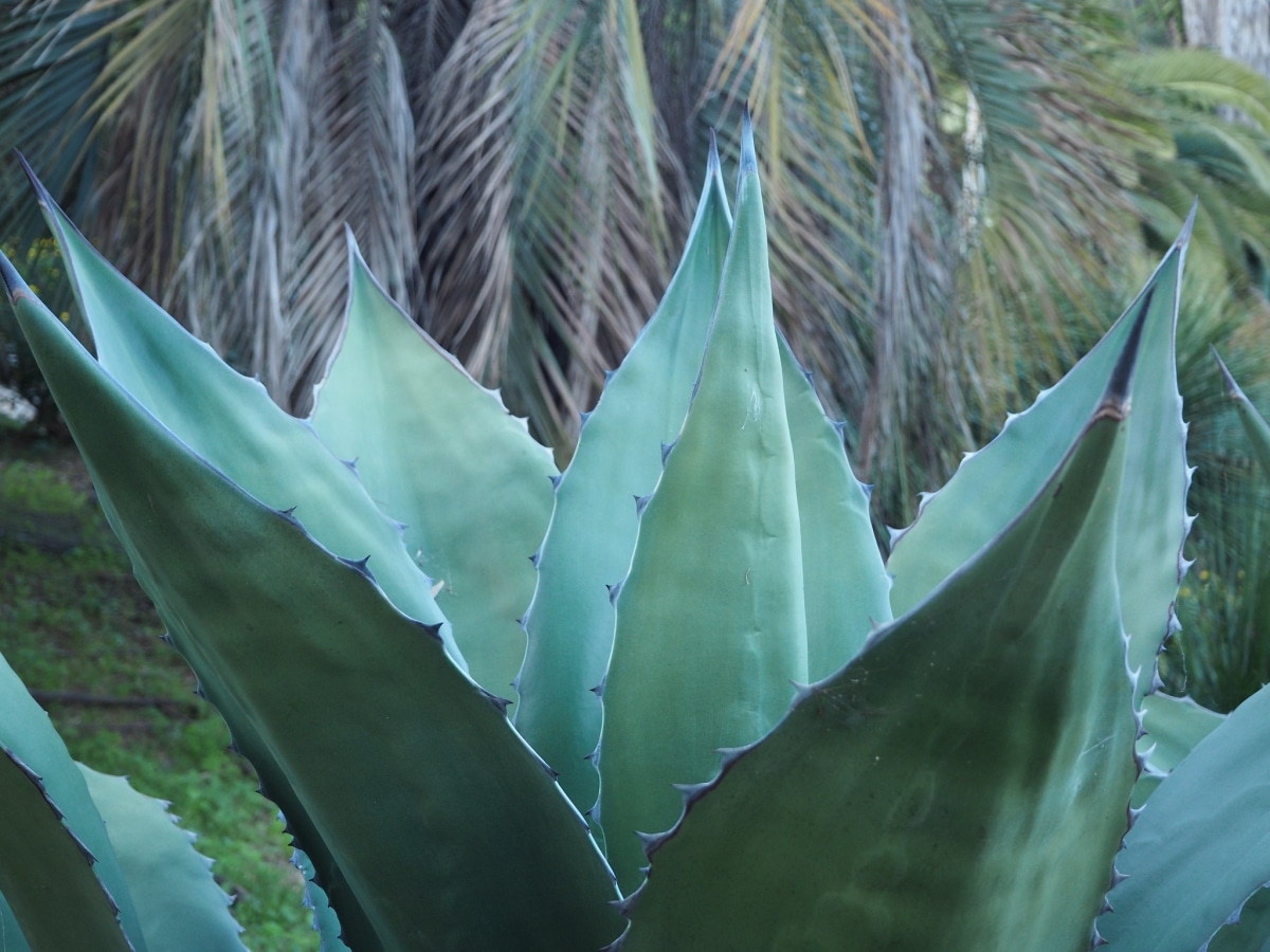 Agaves can have thorns