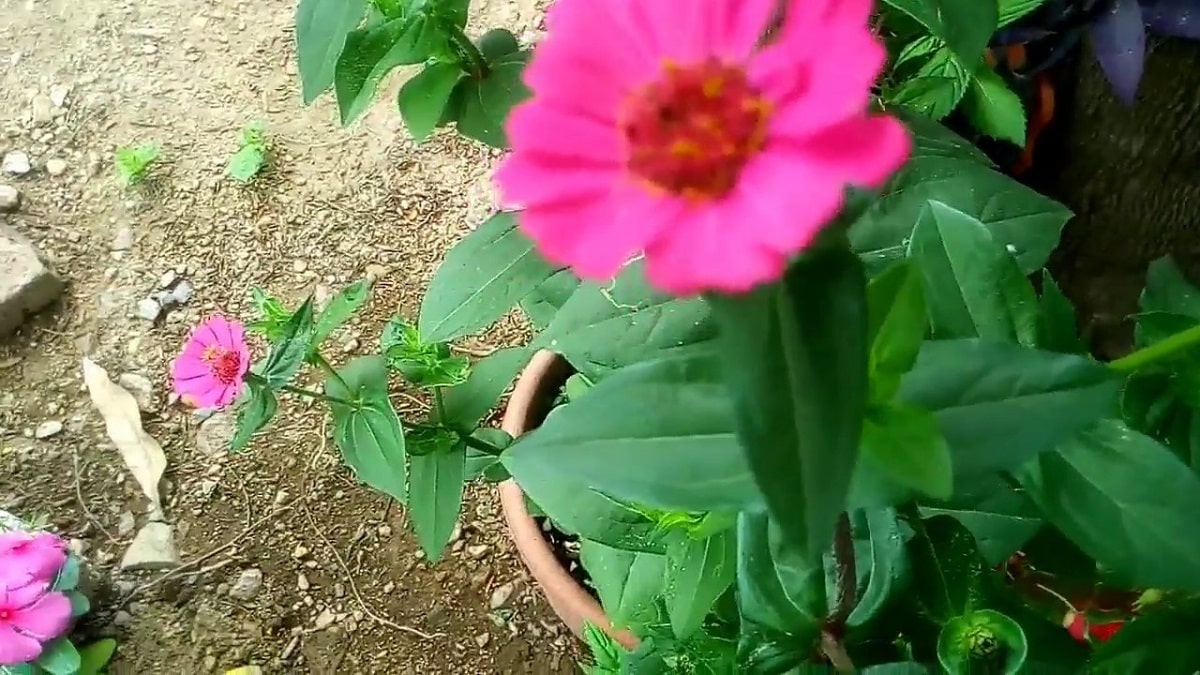 potted paper flower