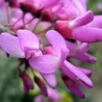 The flowers of the cercis are pink.