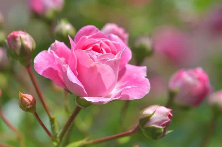 La rosa es una flor muy querida en los jardines