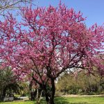 The tree of love gives pink flowers