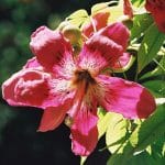 The flowers of the chorisia are pink.