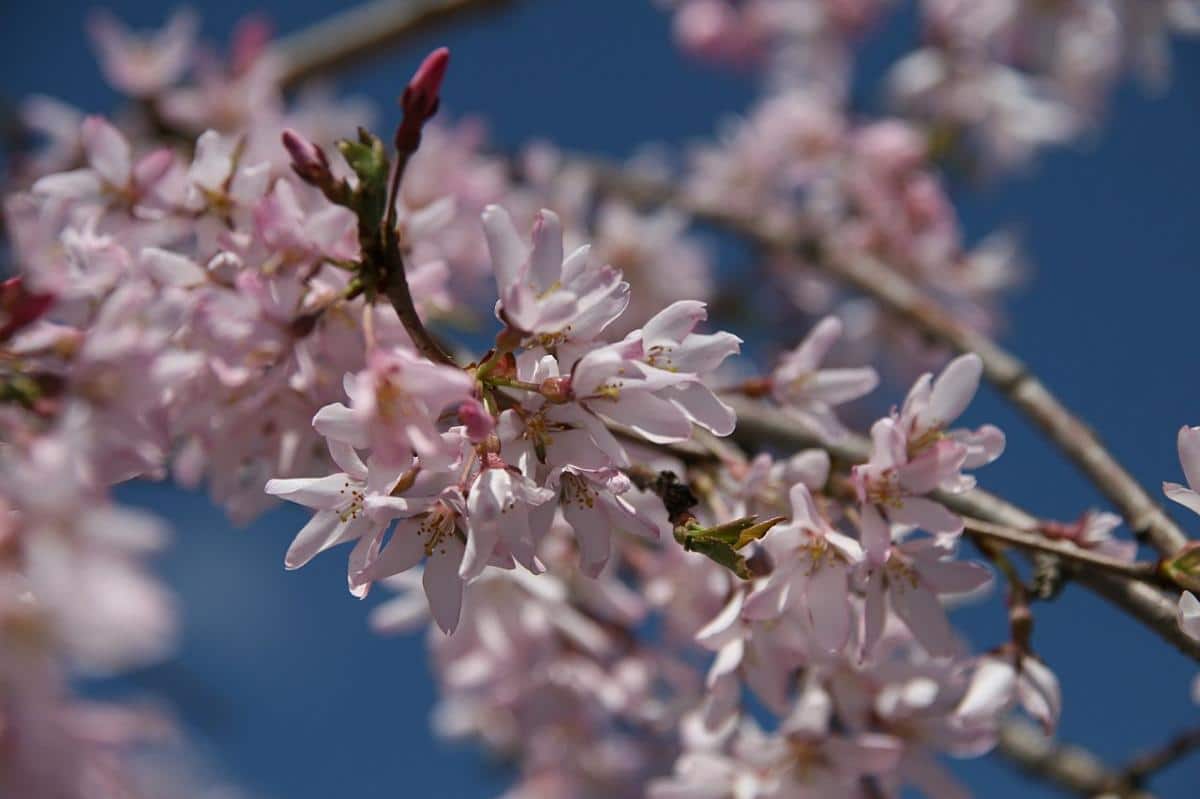 The flowers of Prunus subhirtella 'Pendula Plena Rosea' are pink in color