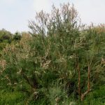 Tamarisk is a medium shrub