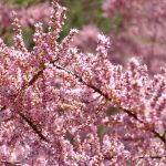 Tamarisk is a very floriferous shrub