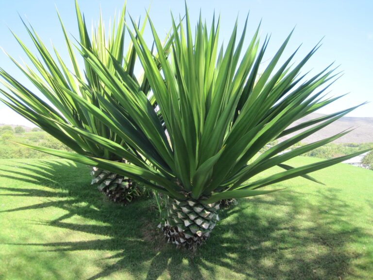 El agave sisalana es una planta suculenta
