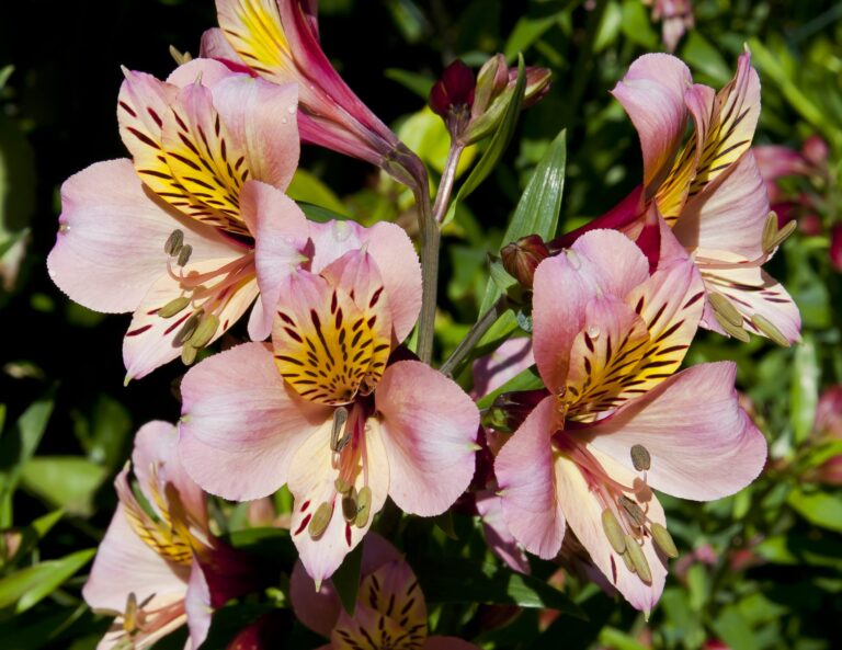 La alstroemeria aurantiaca es bulbosa