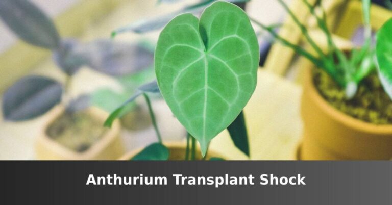 Anthurium transplant shock [Everything To Know] –ISBUZZLE