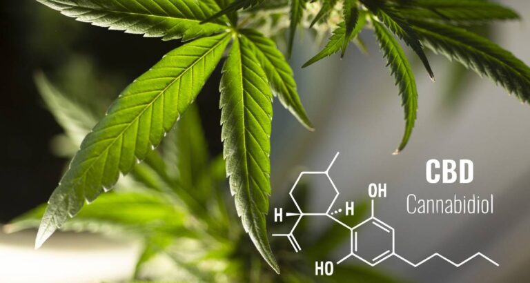 CBD deportistas