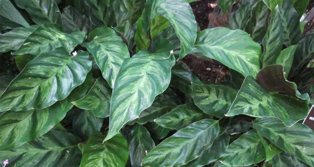 Appearance of Calathea louisae