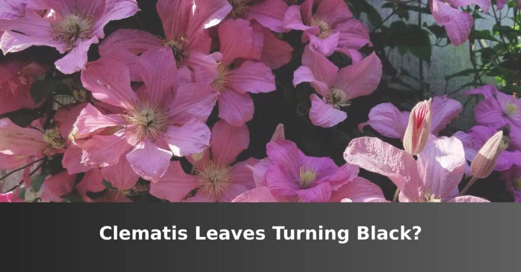 Clematis Leaves Turn Black (4 Causes & Solutions) - ISPUZZLE