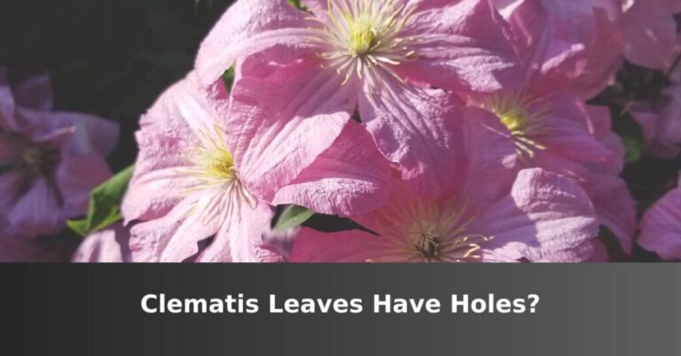 Clematis leaves have holes. [Top Causes And Solutions] –ISBUZZLE