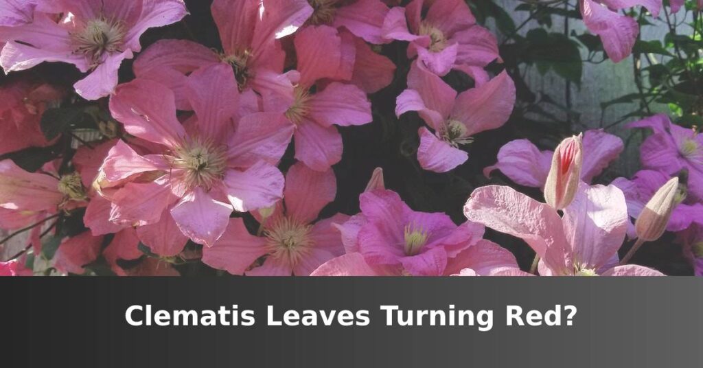 Clematis leaves turn red [Main Reasons Why] –ISBUZZLE