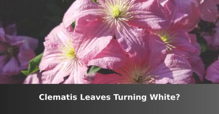 Clematis leaves turn white [Top Causes And Solutions] –ISBUZZLE