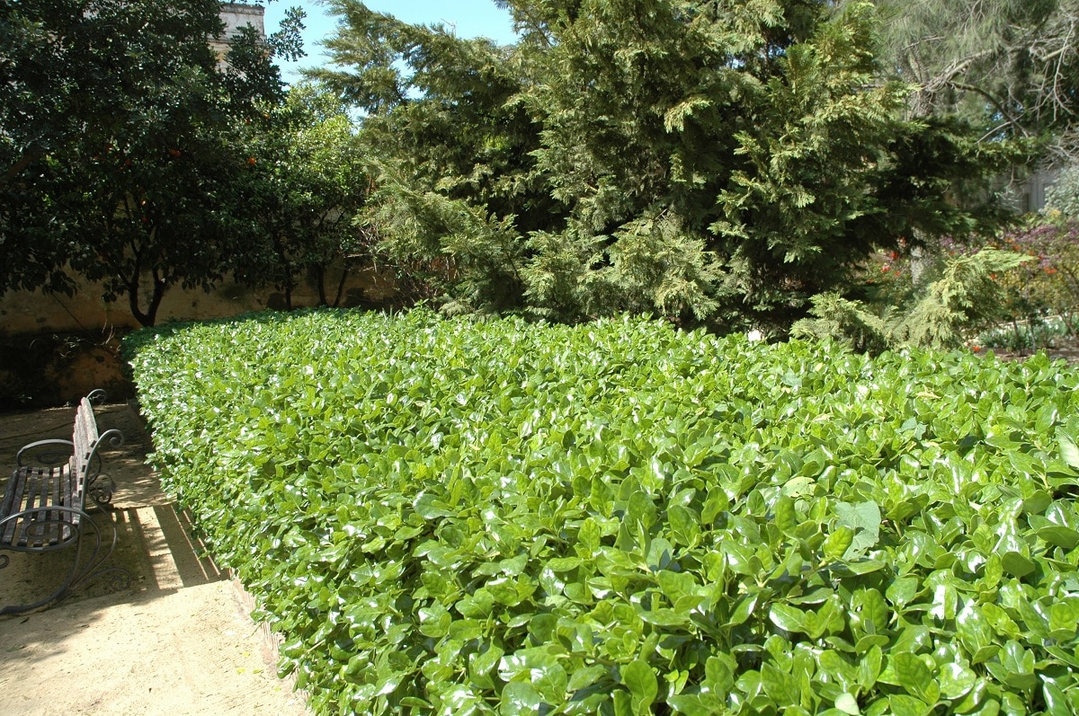 coprosma repens