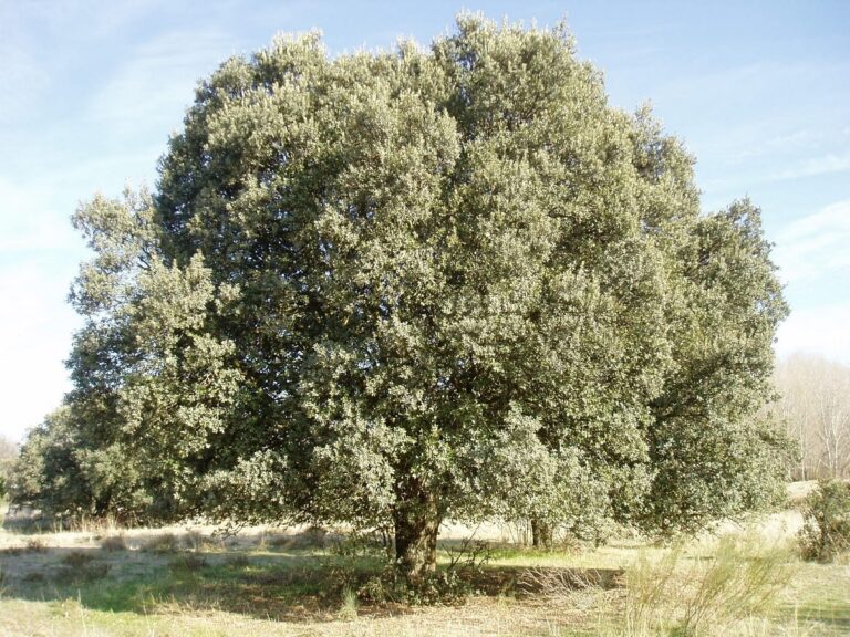 curiosidades de la encina arbol