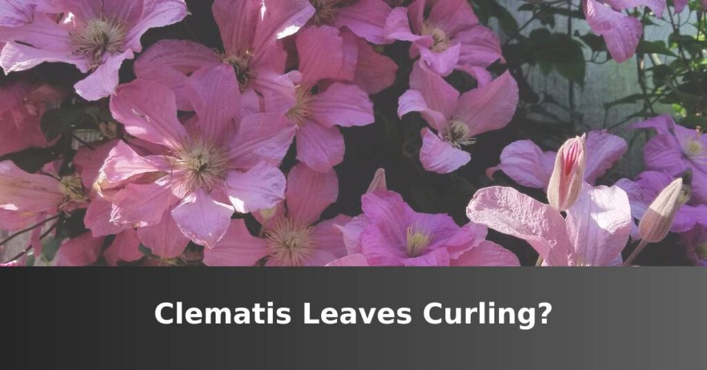 Curly clematis leaves [Causes And How To Fix] –ISBUZZLE