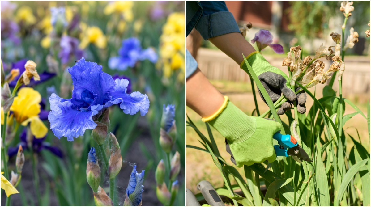 How to Care for Irises After Bloom, Not Just Skullcap