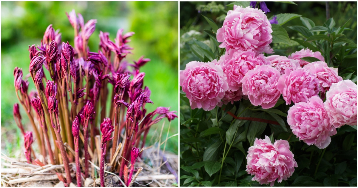 How to Fertilize Peony Plants in the Spring for Large Blooms