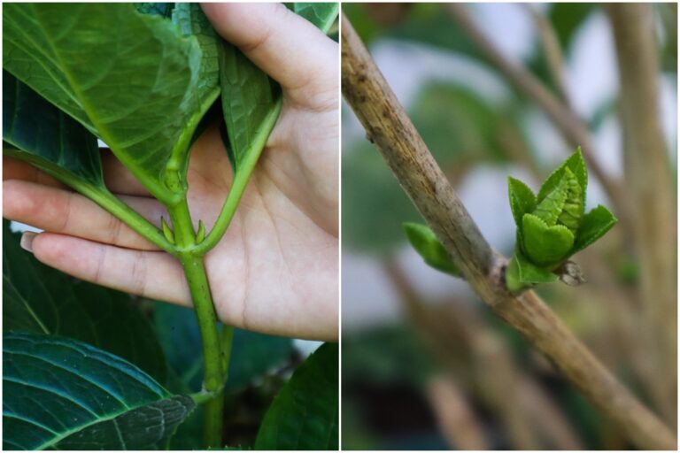 How and when to prune hydrangeas for large flowering plants