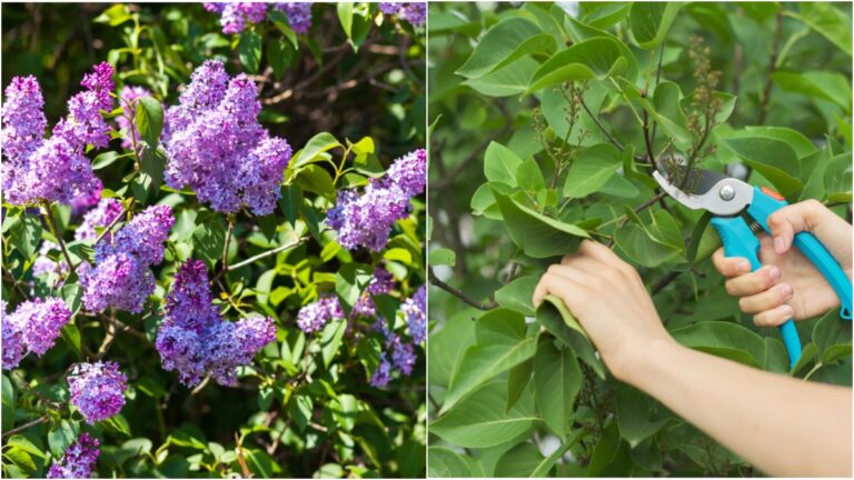 Cómo y cuándo podar las lilas para obtener flores brillantes todos los años