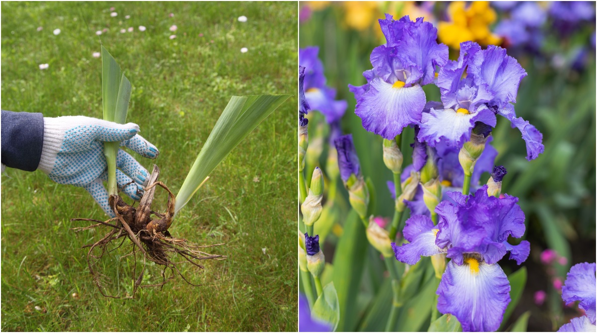 How and when to divide irises