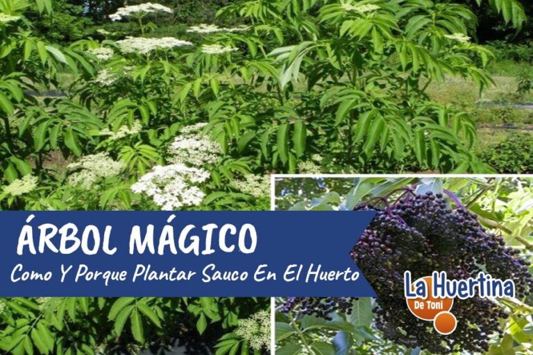 sauco arbol
