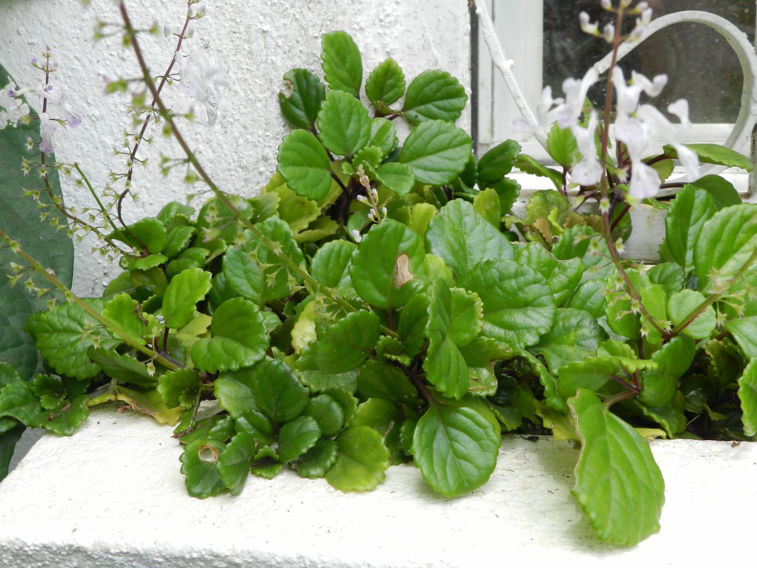 View of a Plectranthus verticillatus