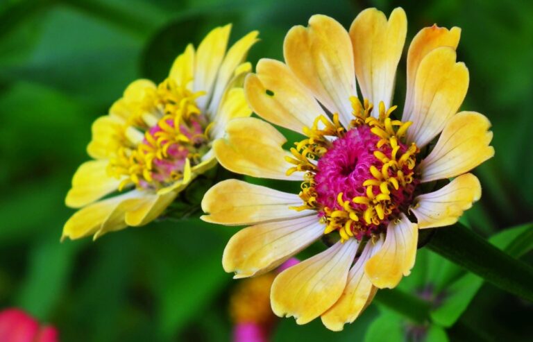 zinnias en maceta