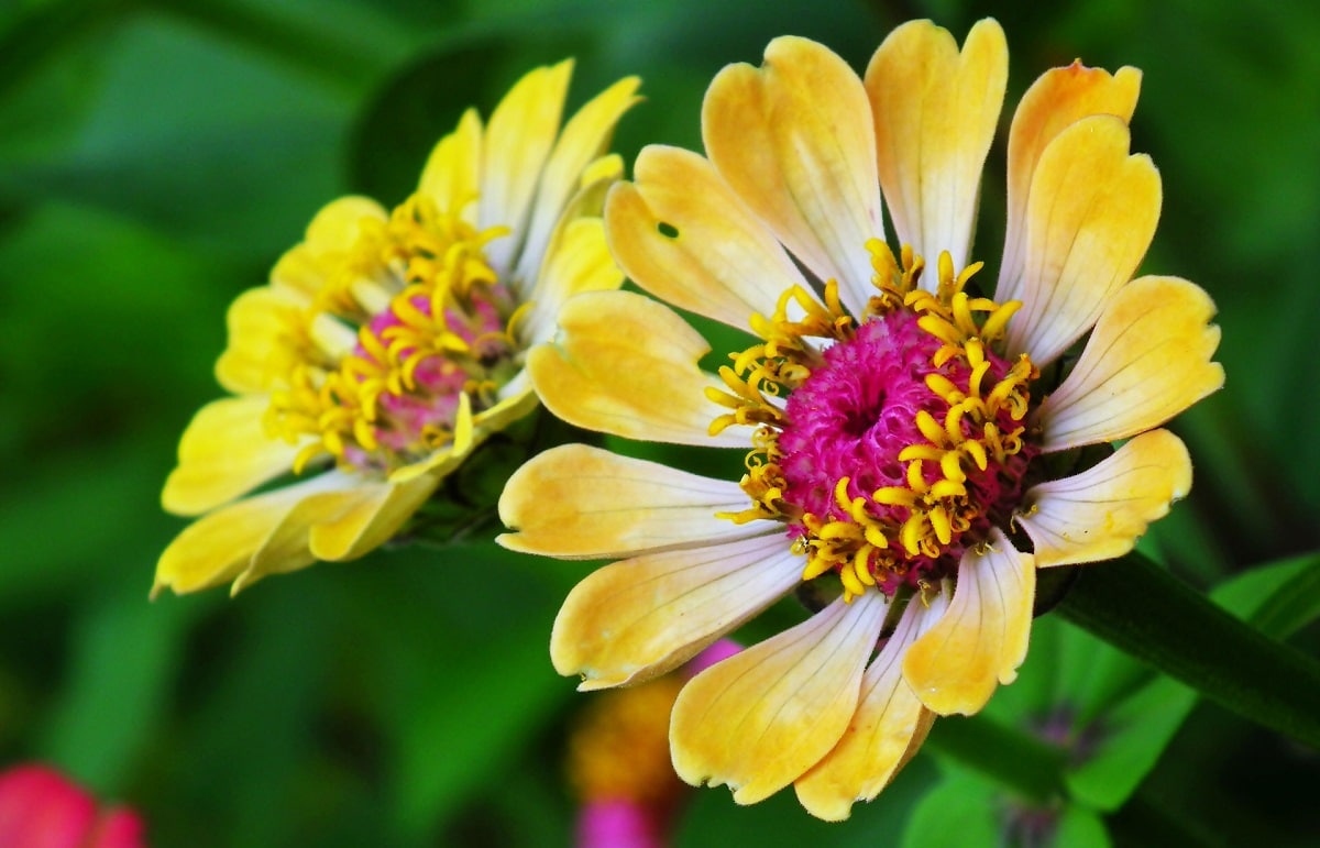 potted zinnia