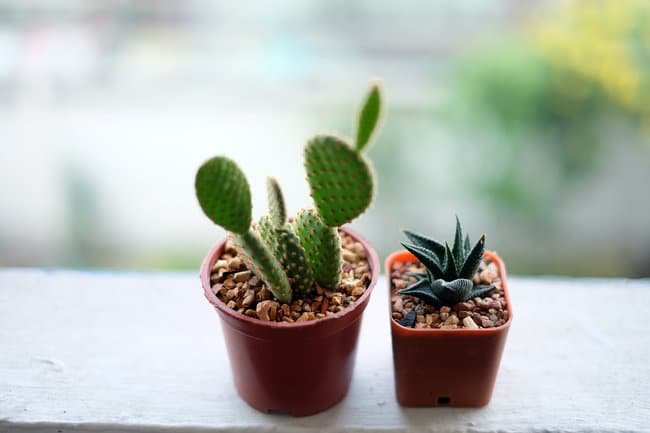 How much light do succulents need?  –ISBUZZLE