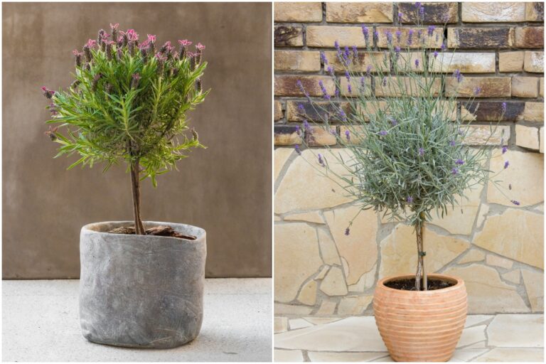 How to Care for a Lavender Tree (and Train Your Own) - ISPUZZLE