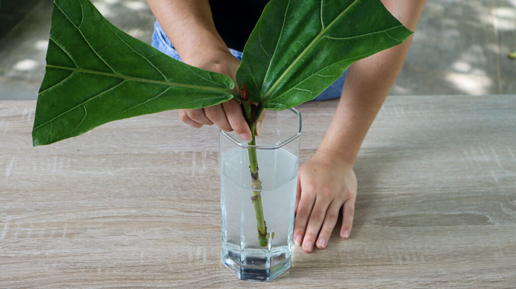 How to Propagate Fiddleleaf Fig in Soil or Water - ISPUZZLE