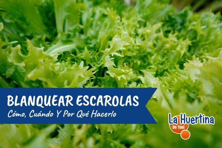 blanquear escarola