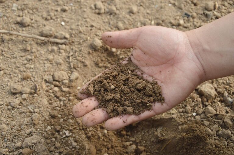 fertilizantes para plantas